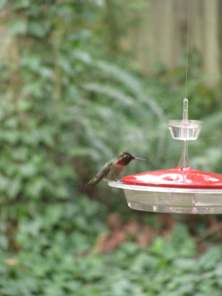 Ruby-throated
              Hummingbird