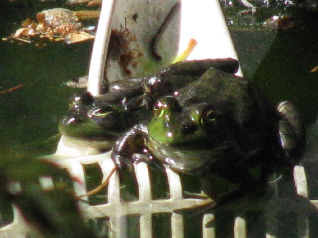 Bull Frogs