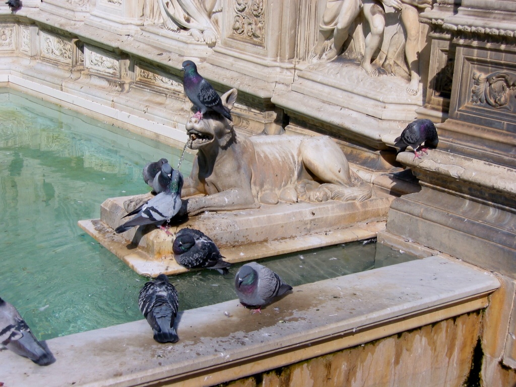 Pigeons Siena